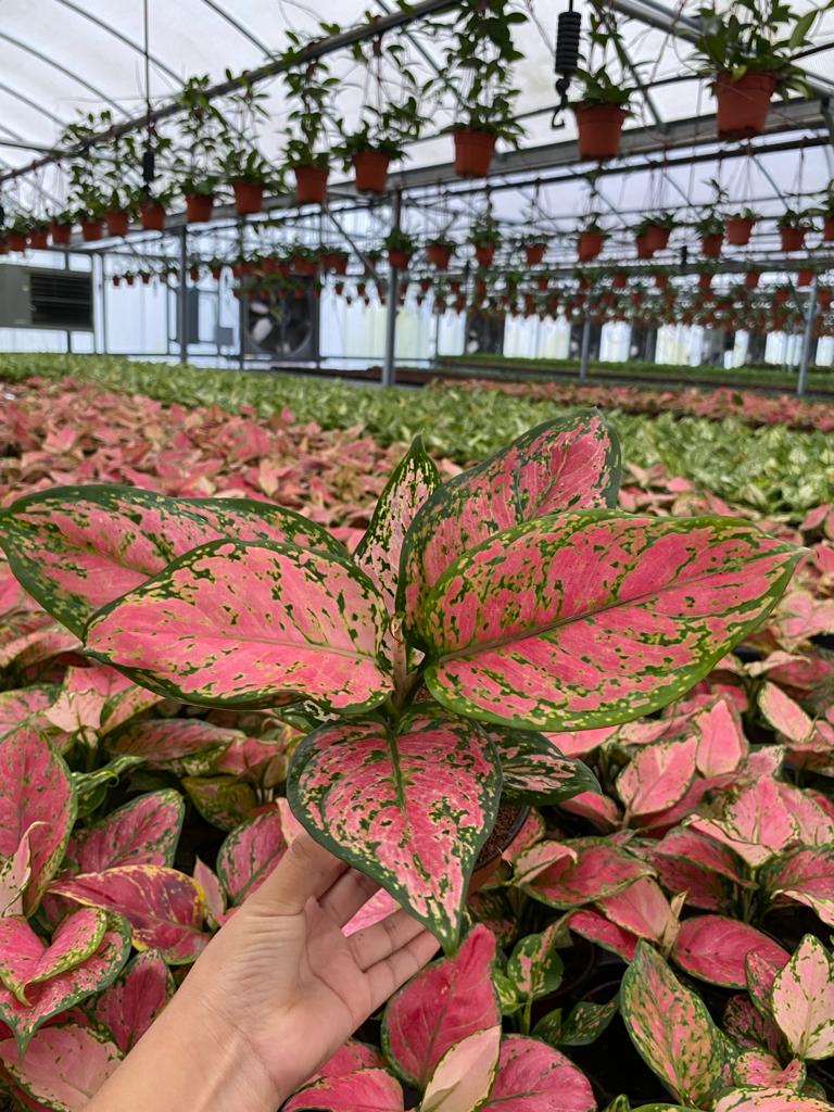 4" Aglaonema Red Valentine