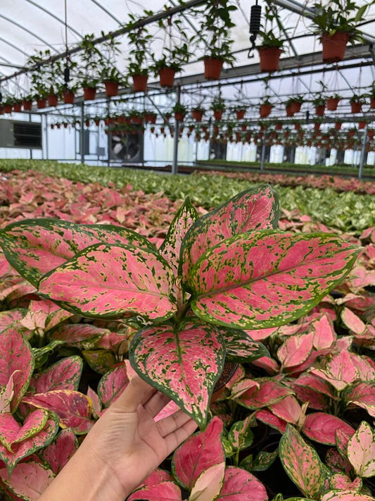 4" Aglaonema Red Valentine