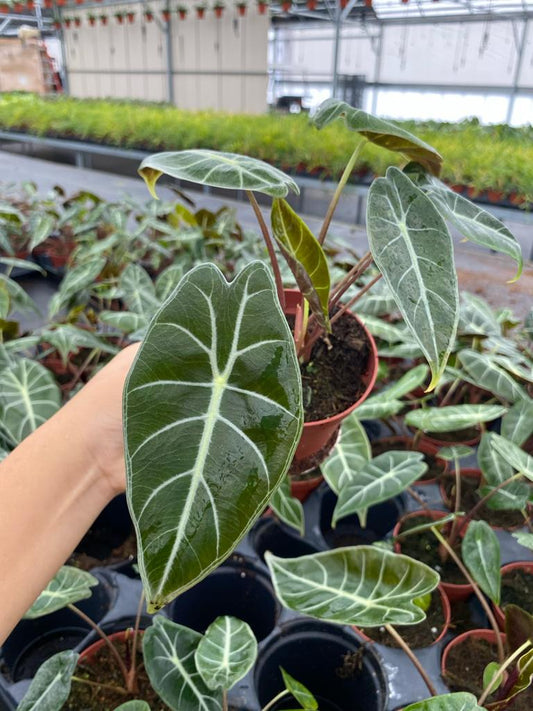 4" Alocasia Purple Prince