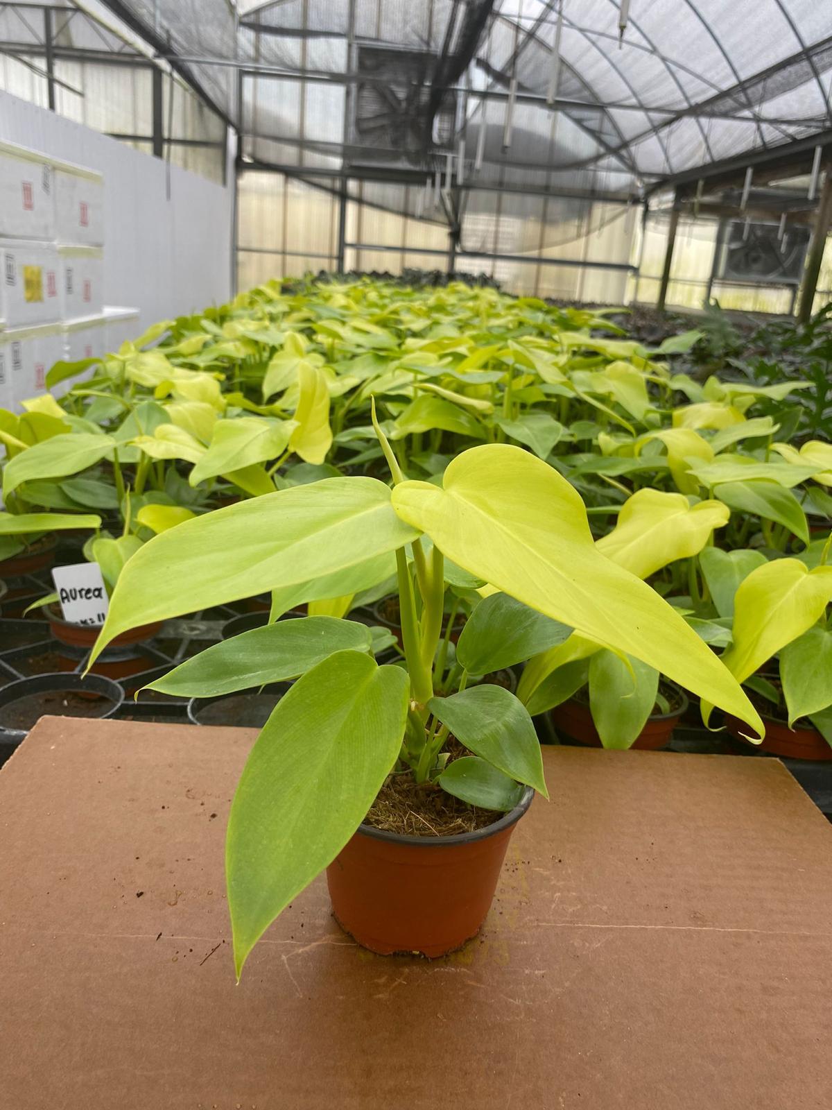 4" Philodendron Bipennifolium Aurea