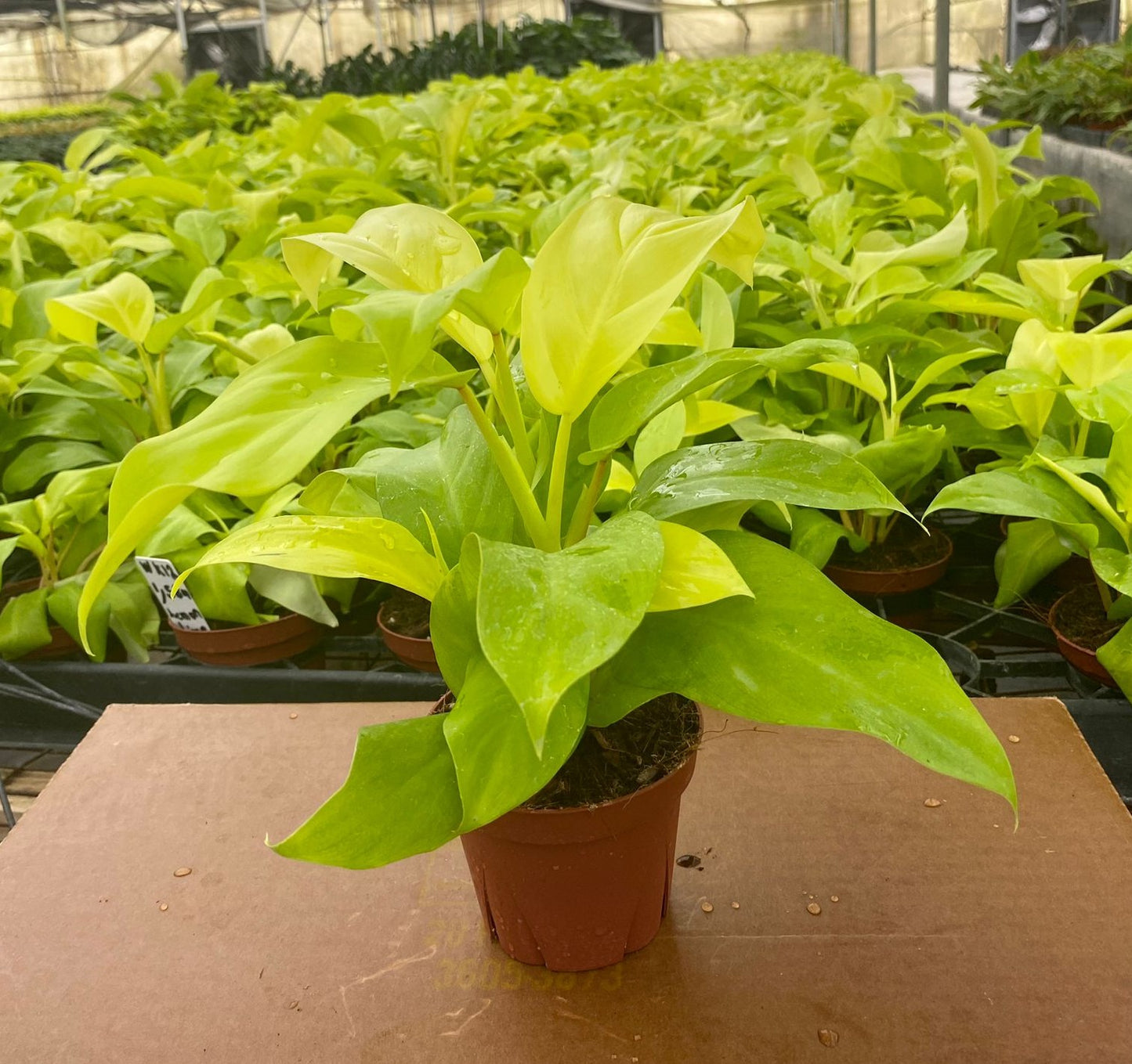 4” Philodendron Lemon Lime