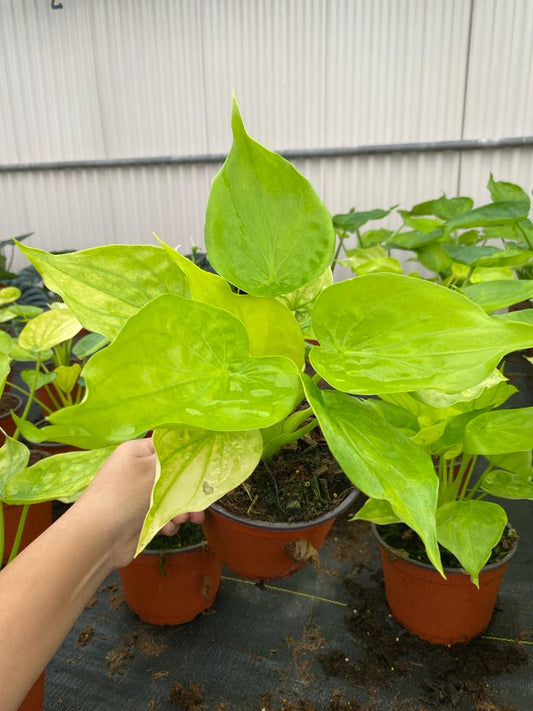 6” Alocasia Cucuyata Yellow