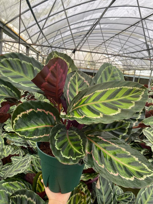 8" Calathea Roseopicta Ilustris