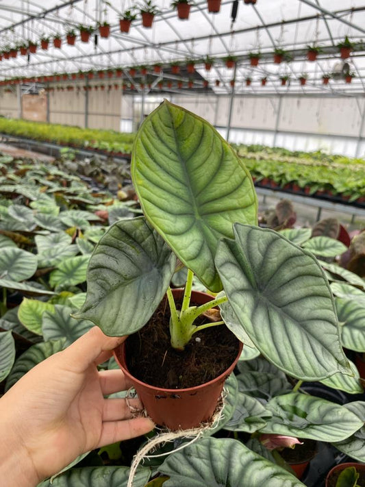 4" Alocasia Nebula