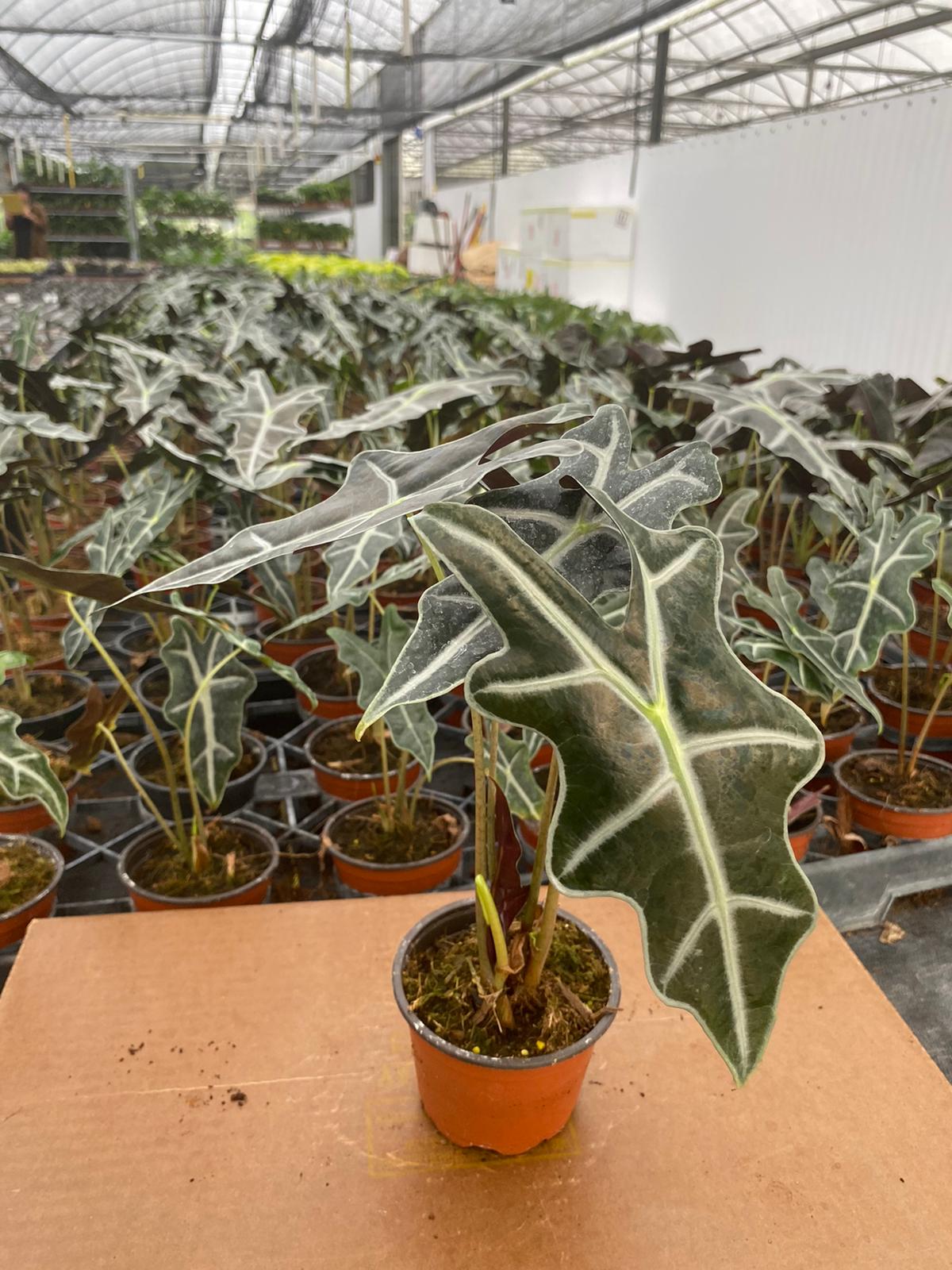 4" Alocasia Sanderiana Nobilis