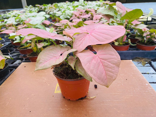 4” Syngonium Neon Pink