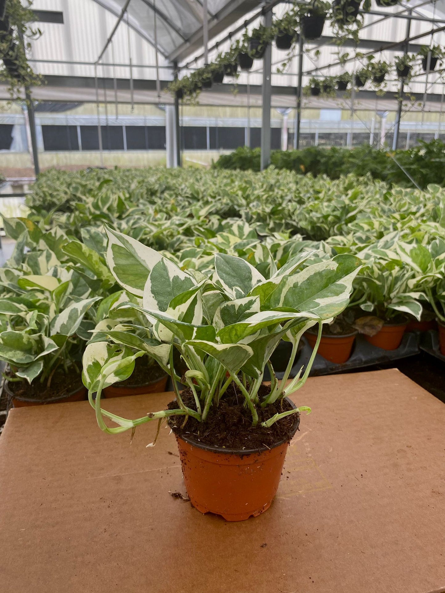 4” Pothos N Joy