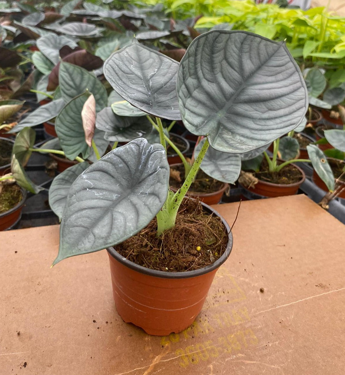 4" Alocasia Nebula