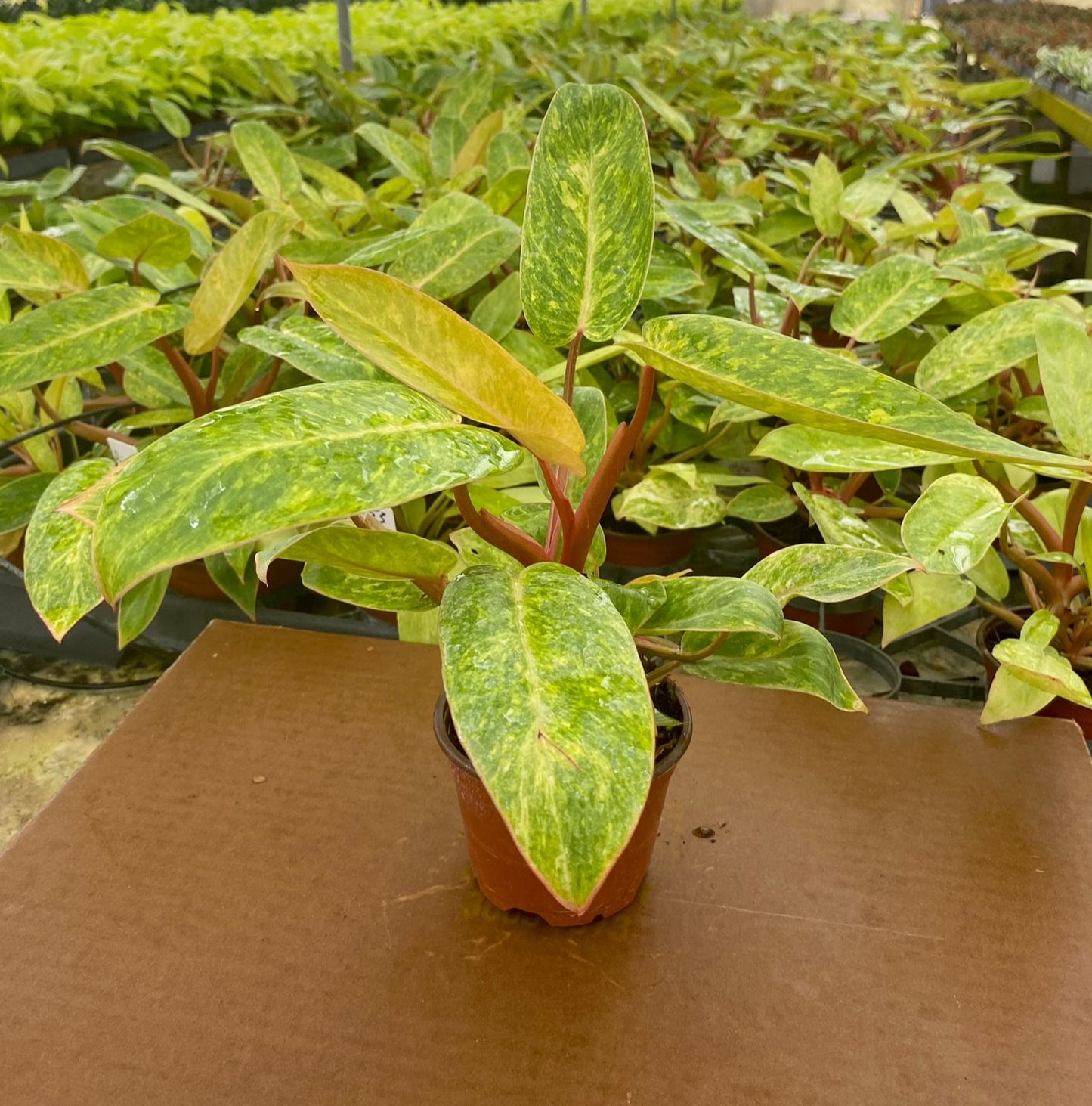 4” Philodendron Painted Lady