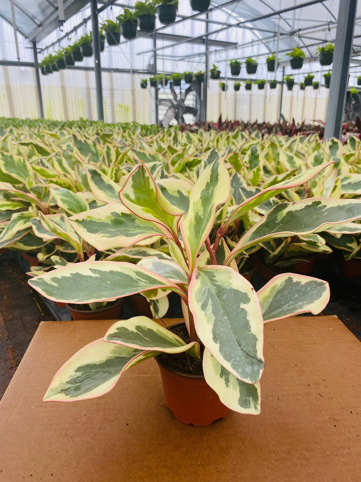 4" Peperomia Ginny