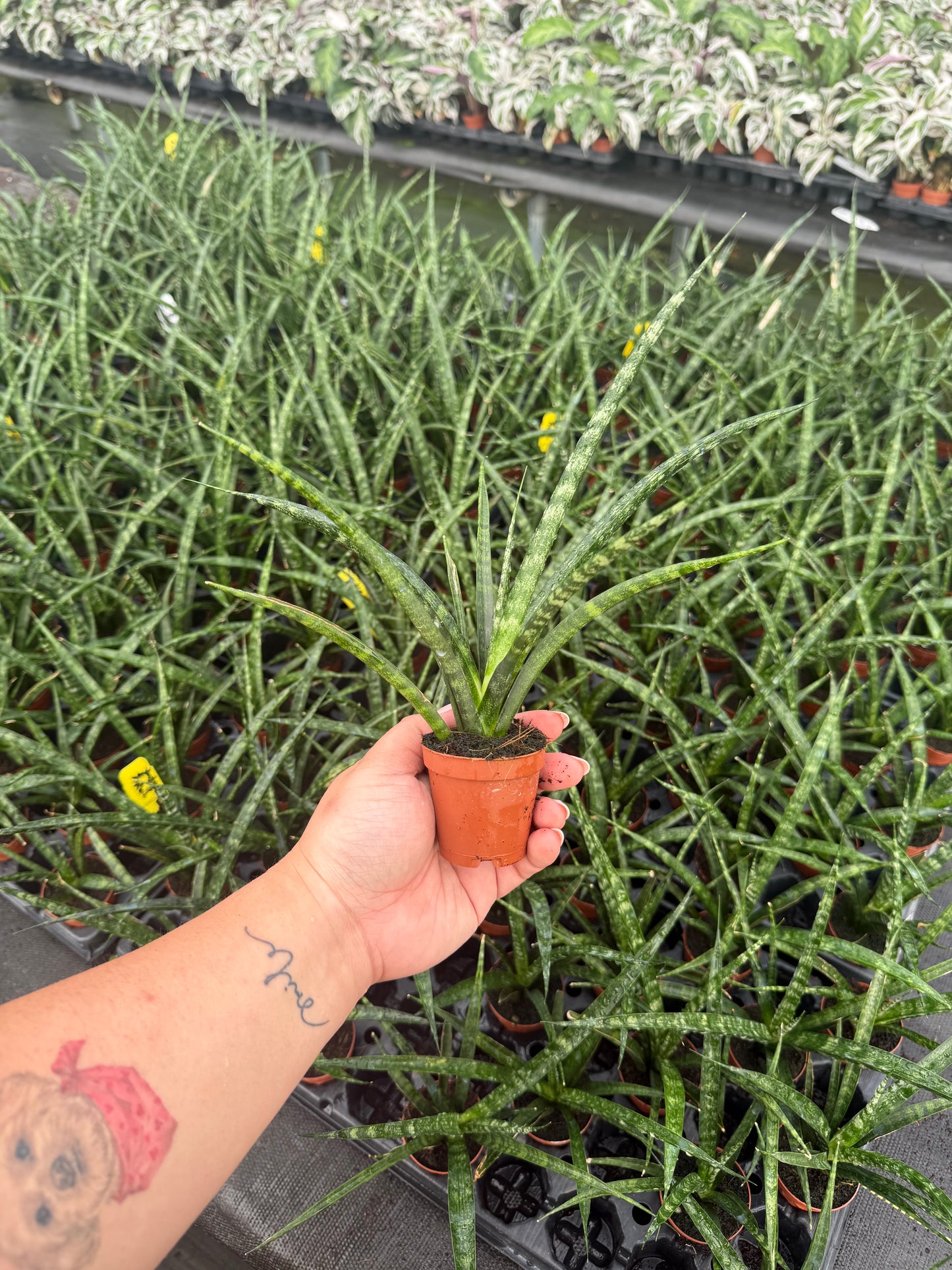 Sansevieria Mikado Punk