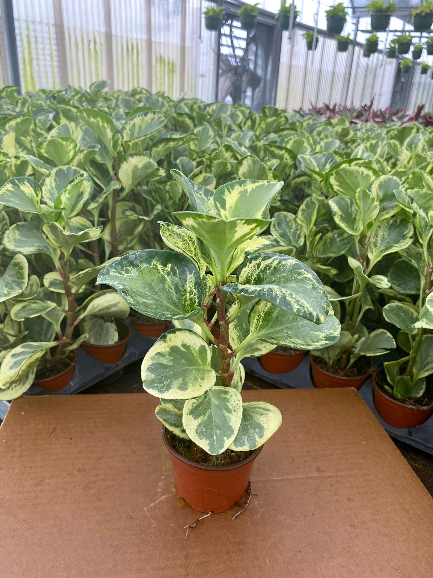 4” Peperomia Golden Gate