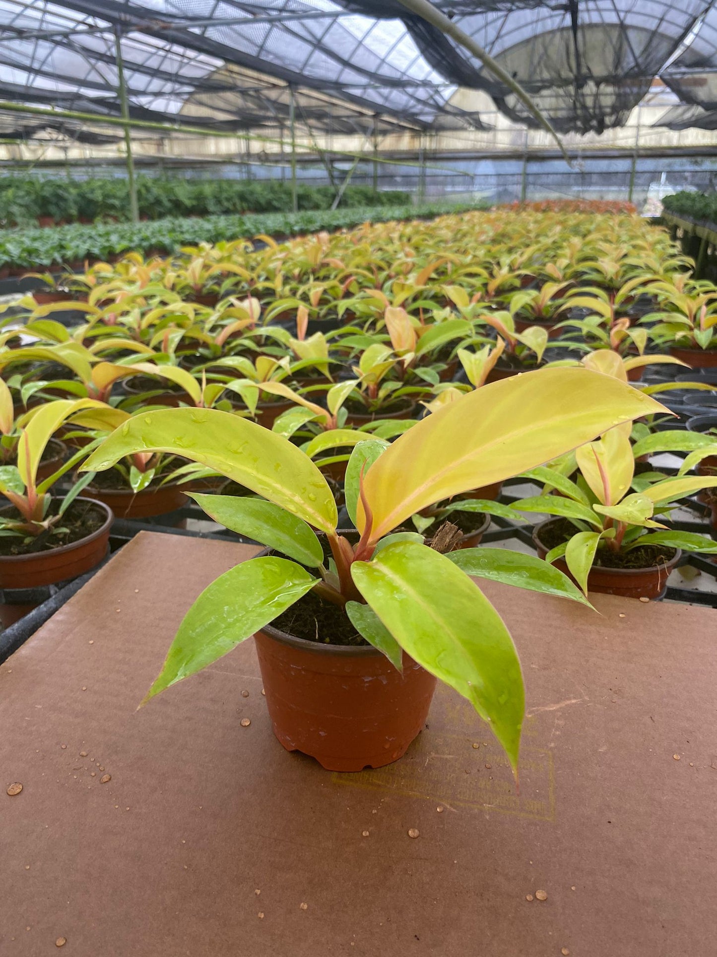 4" Philodendron Tangerine