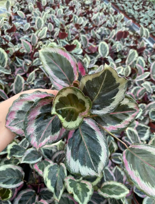 4” Calathea Shine Star