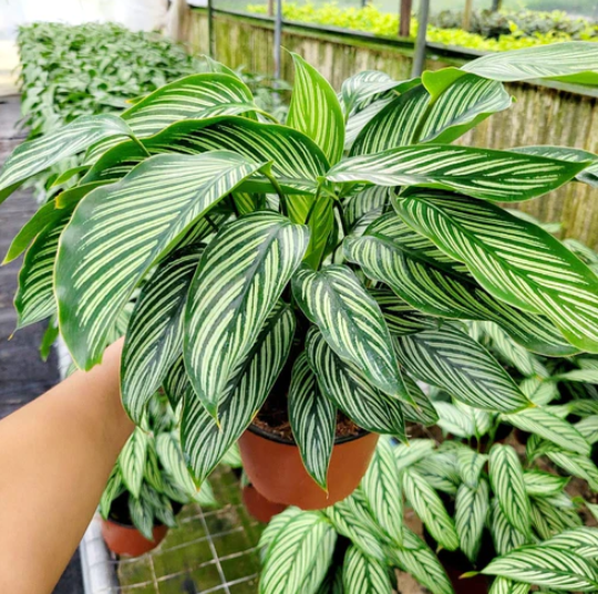 4” Calathea Vittata