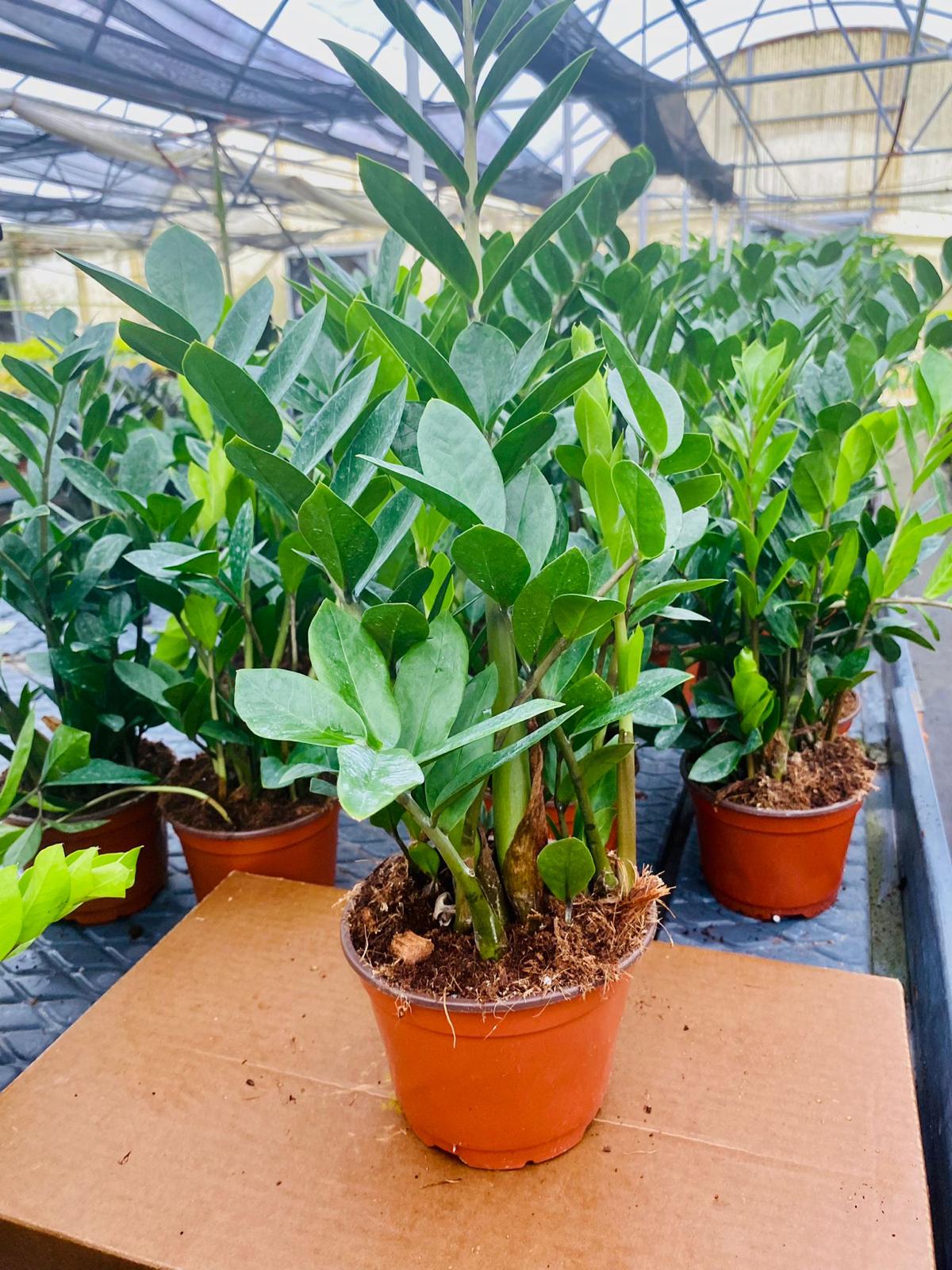 6” Zamioculcas ZZ