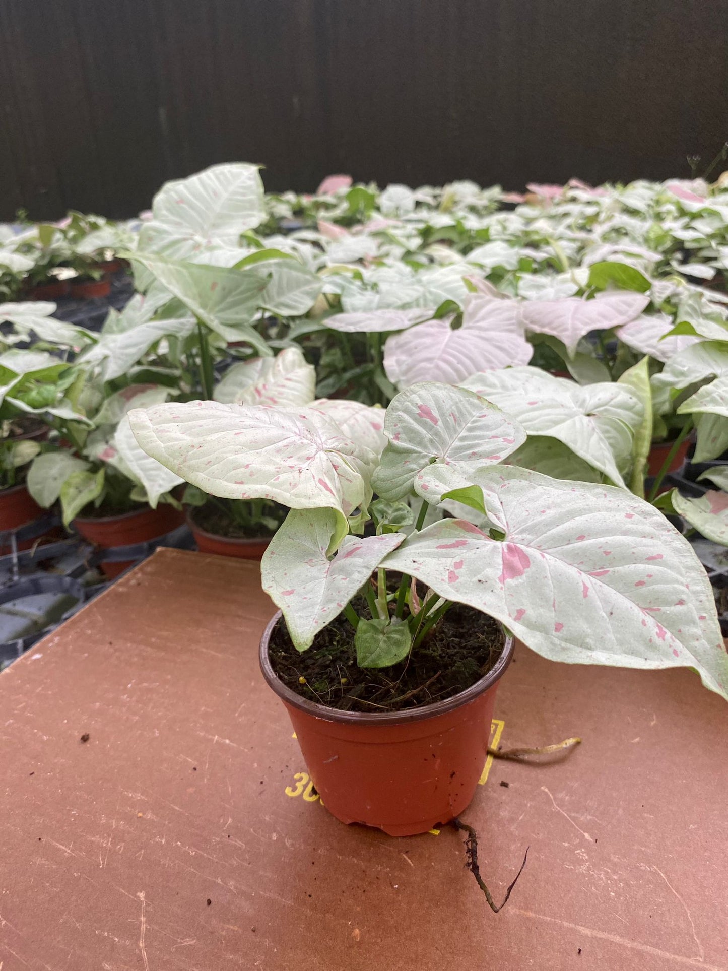 4" Syngonium Milk Confetti