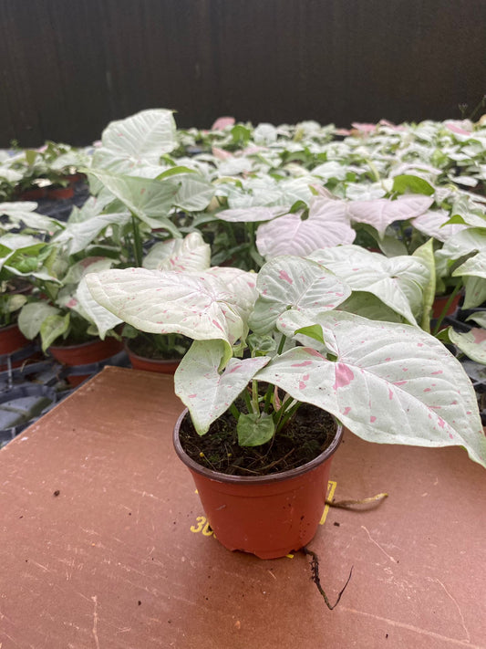 4" Syngonium Milk Confetti