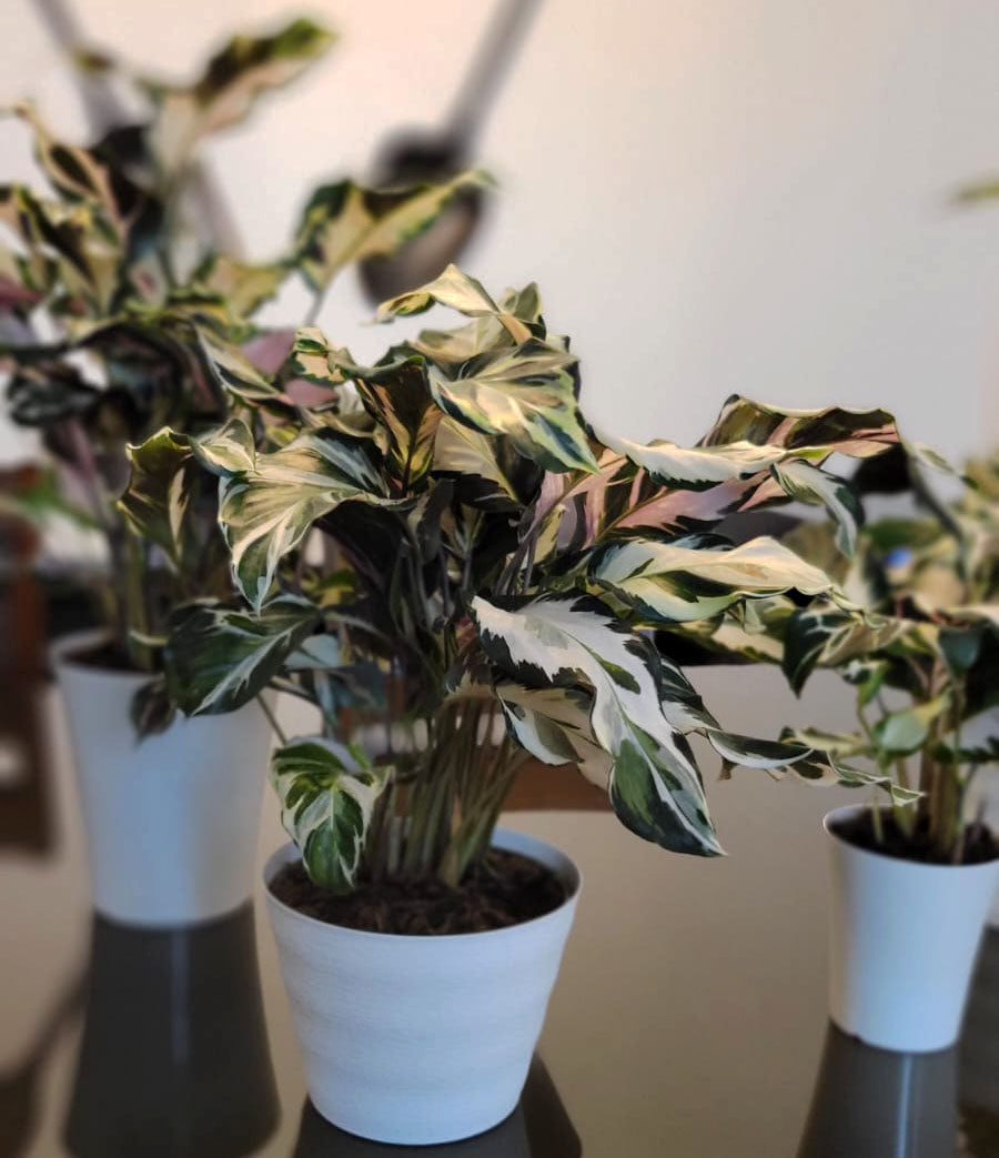 4" Calathea Stella