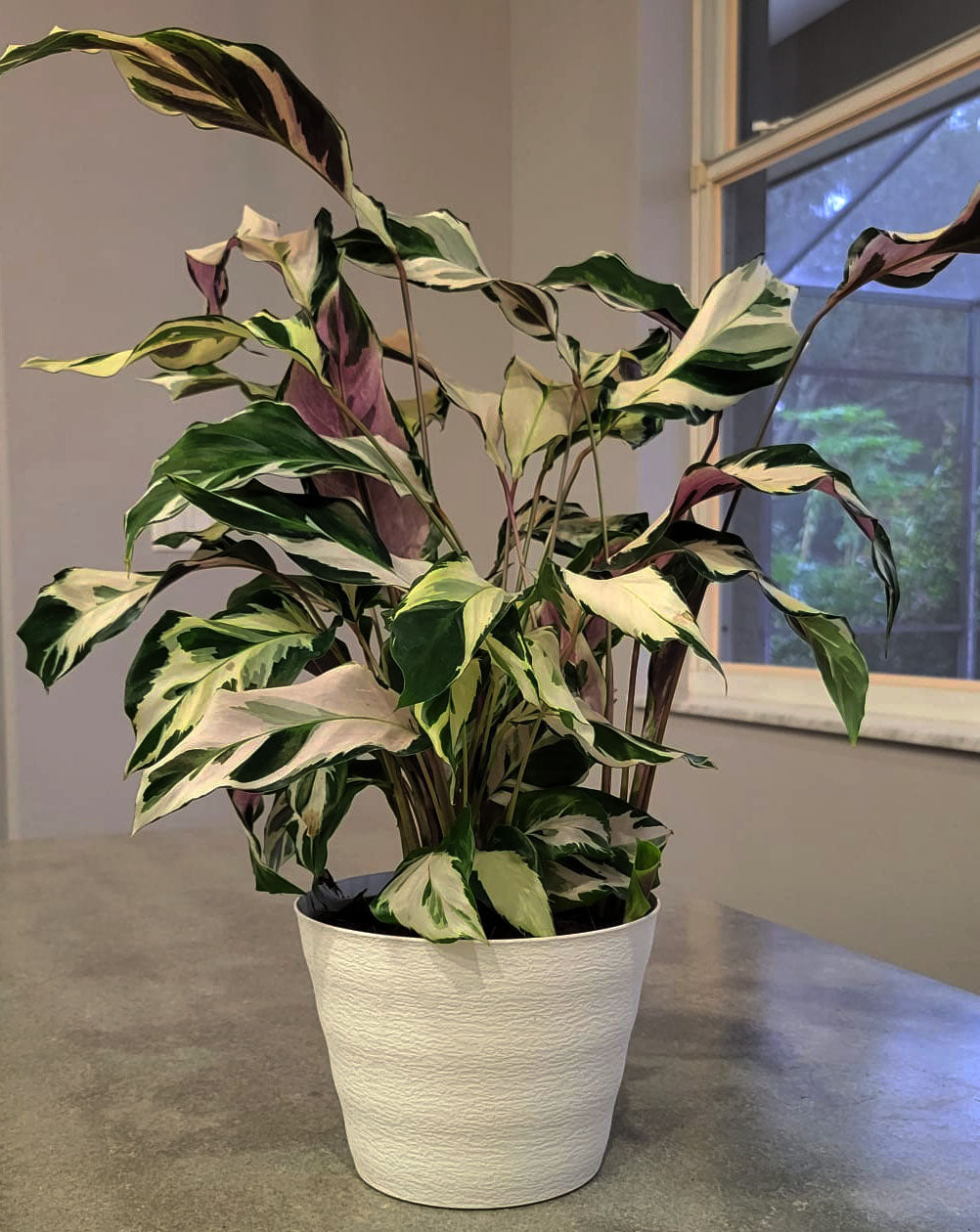 4" Calathea Stella