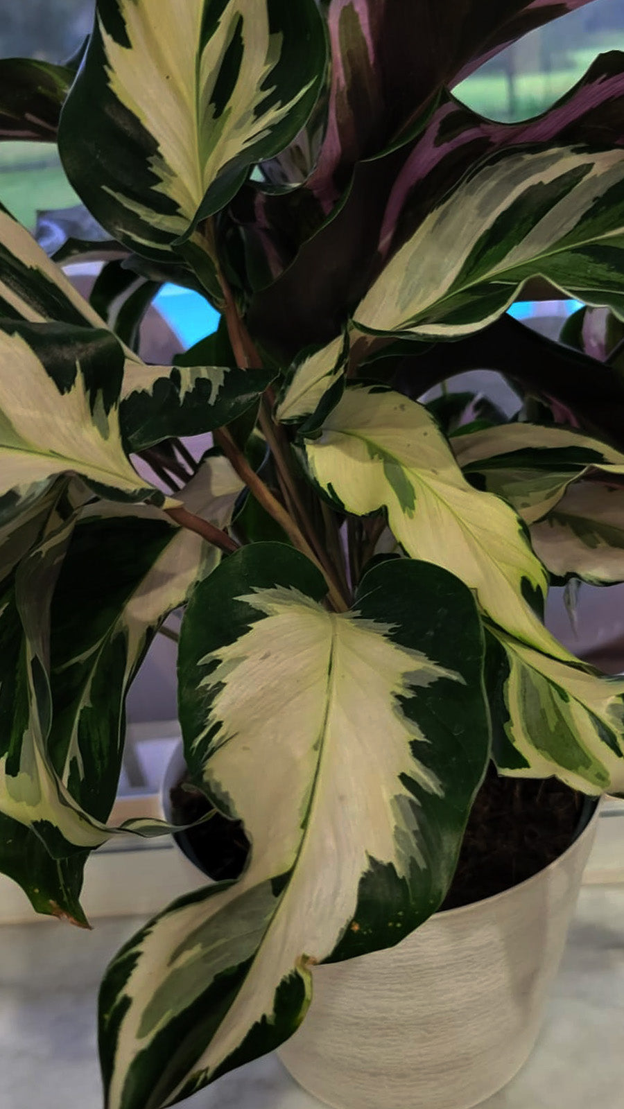 4" Calathea Stella