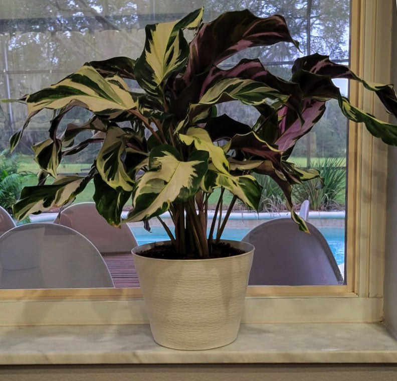 4" Calathea Stella