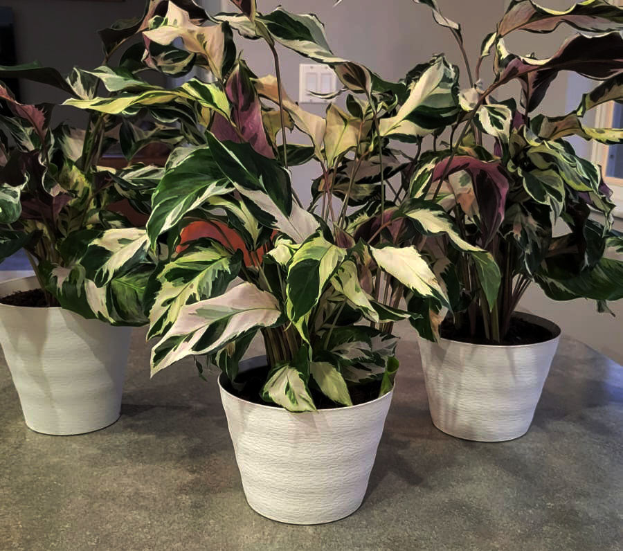 4" Calathea Stella