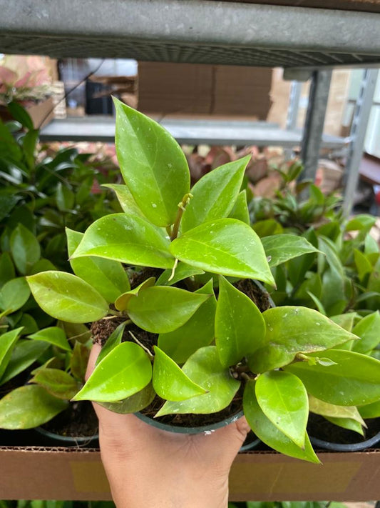 4” Hoya Sunrise
