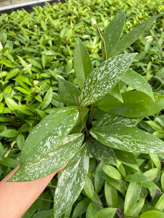4” Hoya Silver Splash