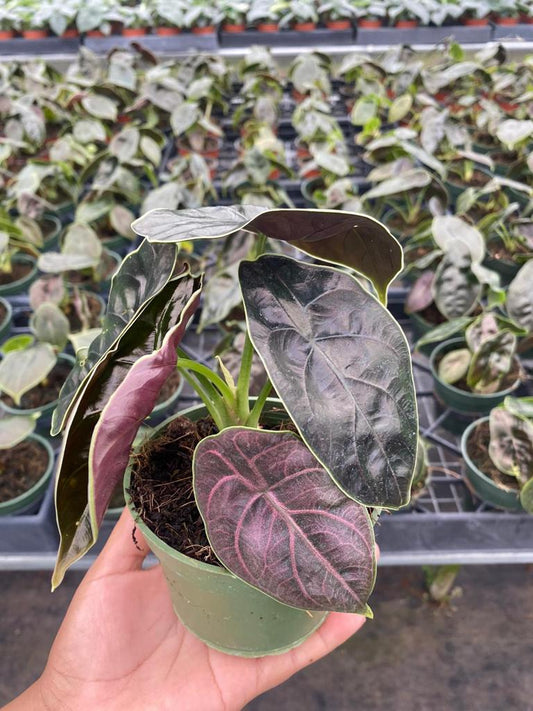 4” Alocasia Azlanii/Red Mombo