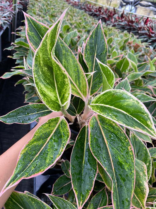 4” Aglaonema Siam Pink