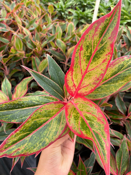 4” Aglaonema Siam Red
