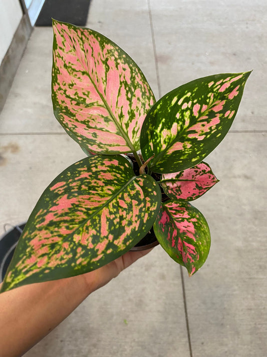 4” Aglaonema. Valentine