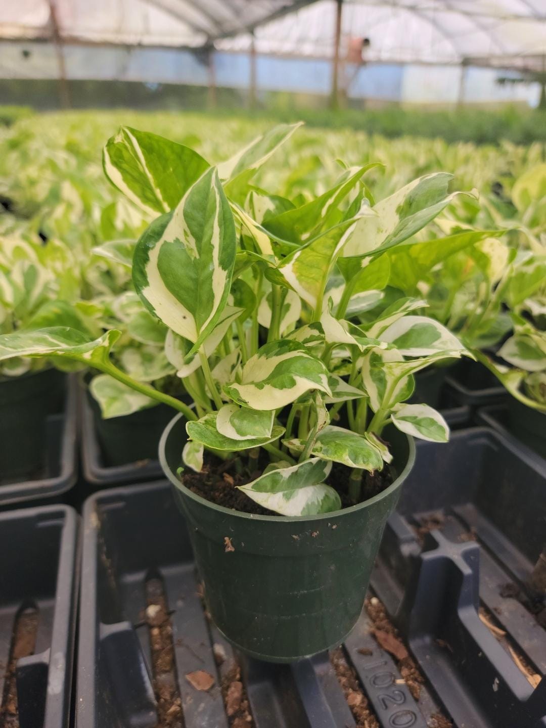 4” Pothos N Joy
