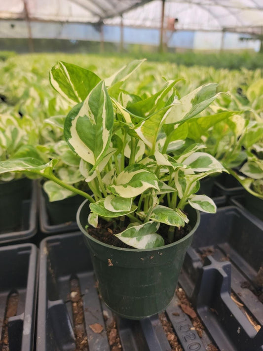 4” Pothos N Joy