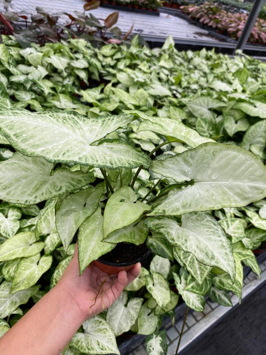 4” Syngonium White Butterfly