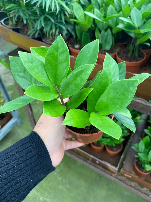4” Zamioculcas ZZ Plant