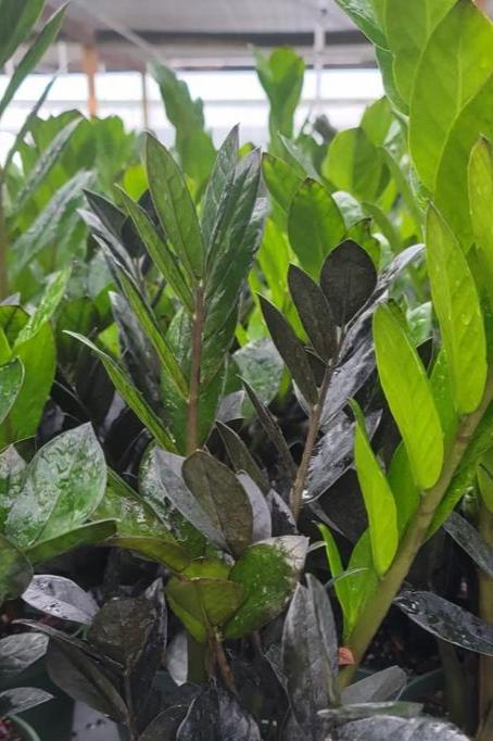 6” Zamioculcas Black ZZ
