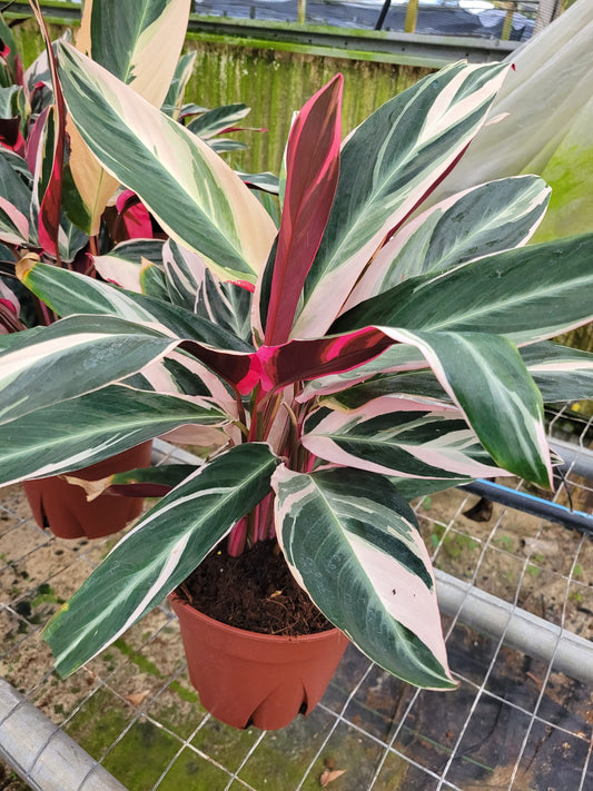 8” Stromanthe Triostar