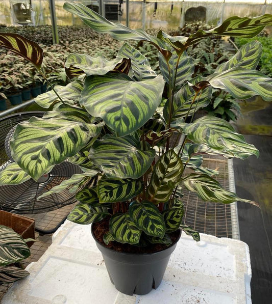 8” Calathea Makayona
