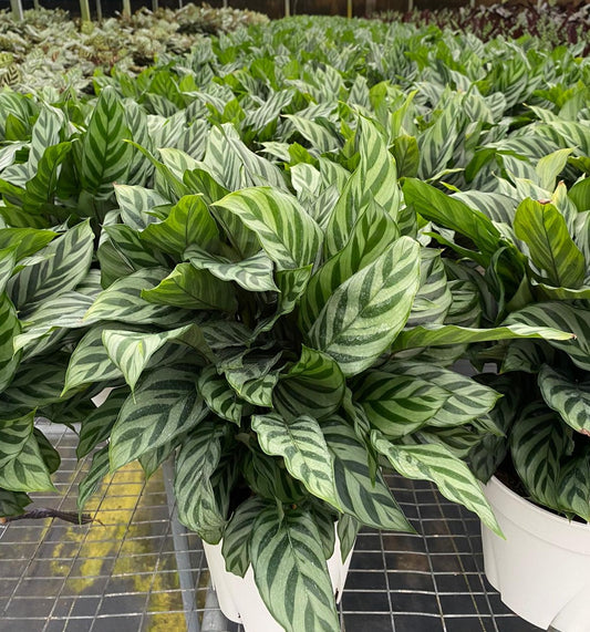 8” Calathea Freddie