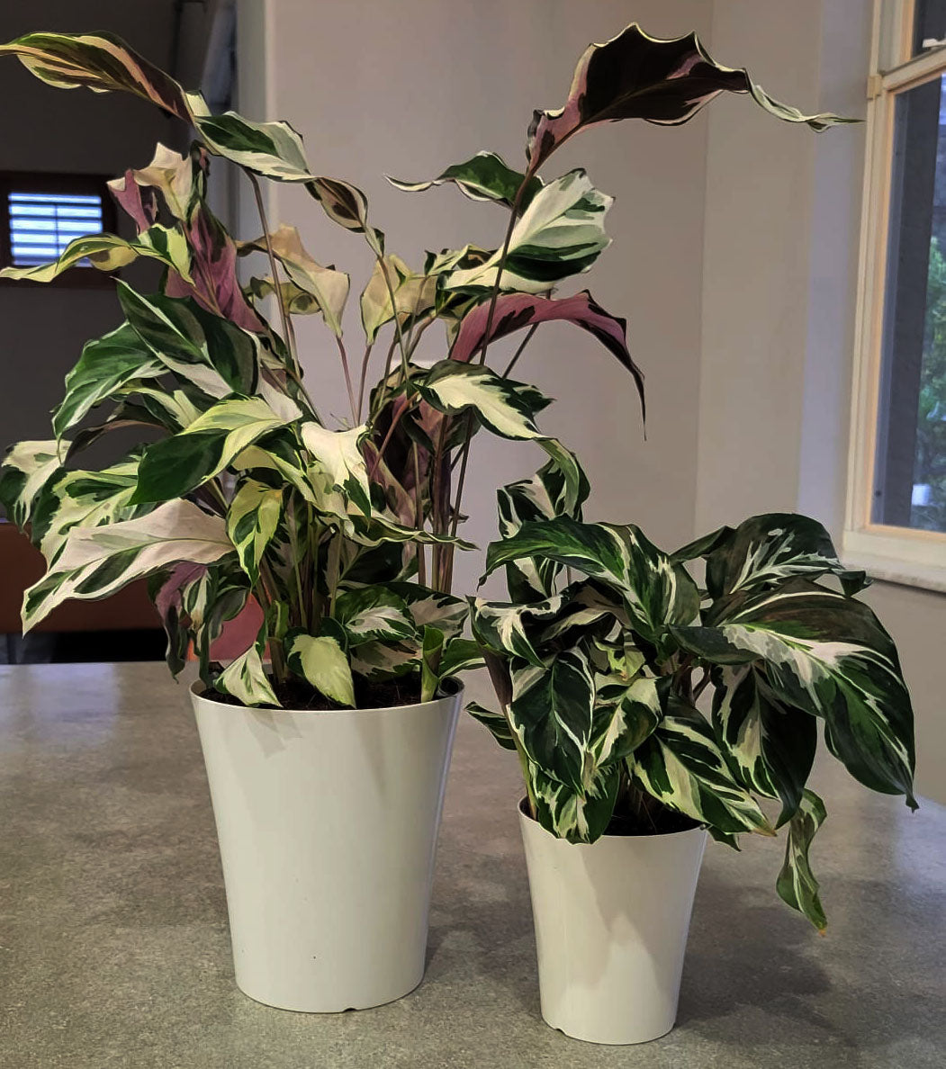 4" Calathea Stella