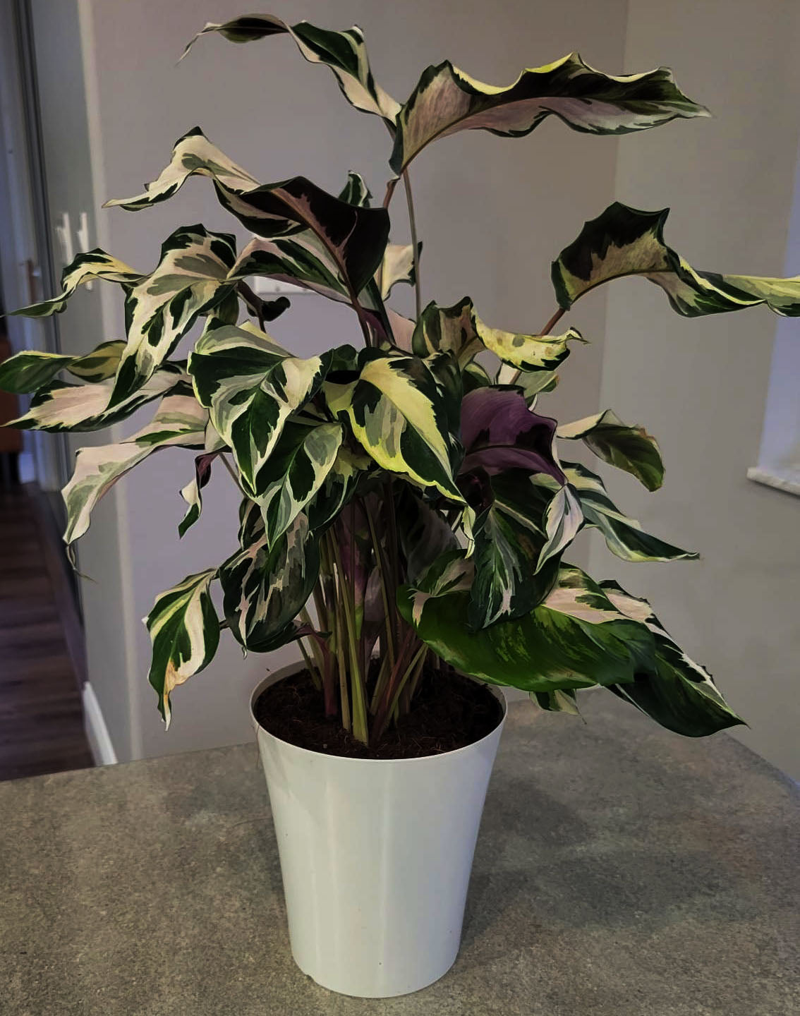 4" Calathea Stella