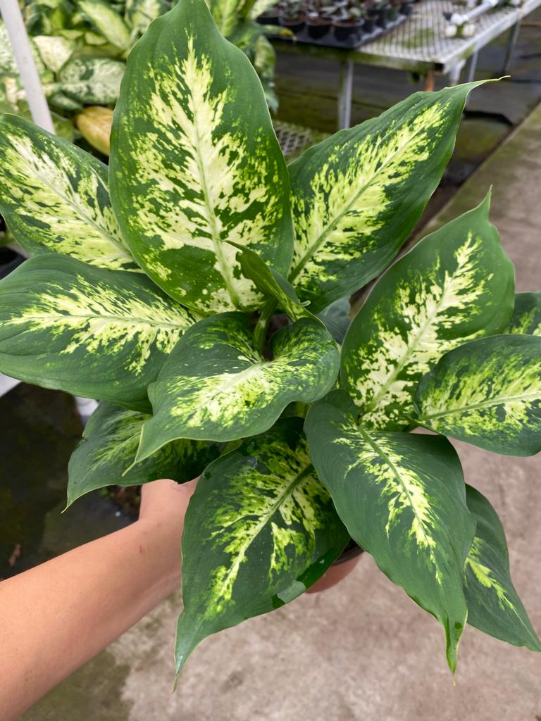 4” Dieffenbachia Compacta