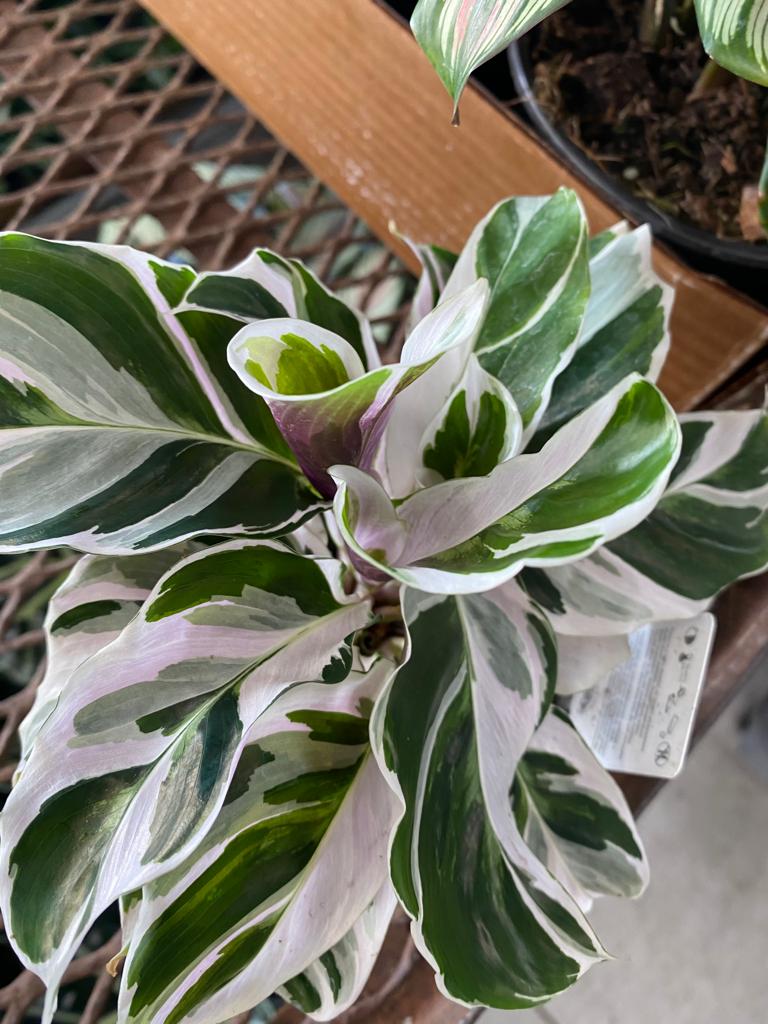 4” Calathea Fusion White
