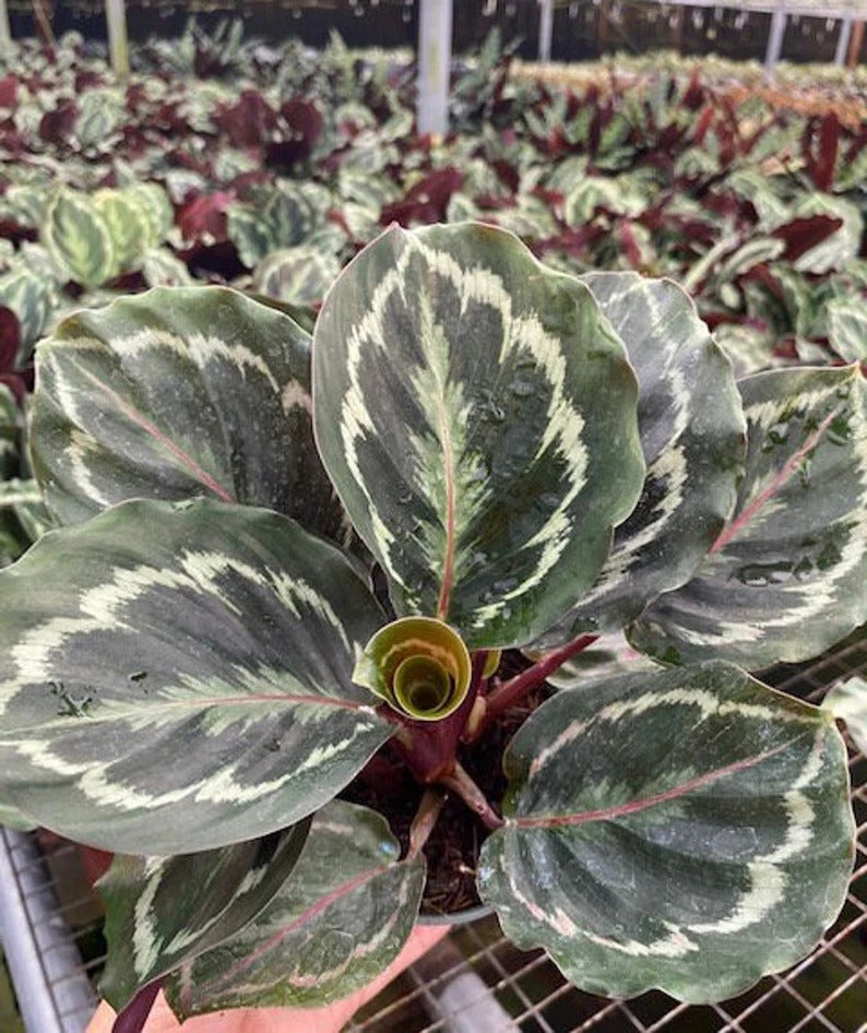 Calathea Medallion () Calathea Medallion