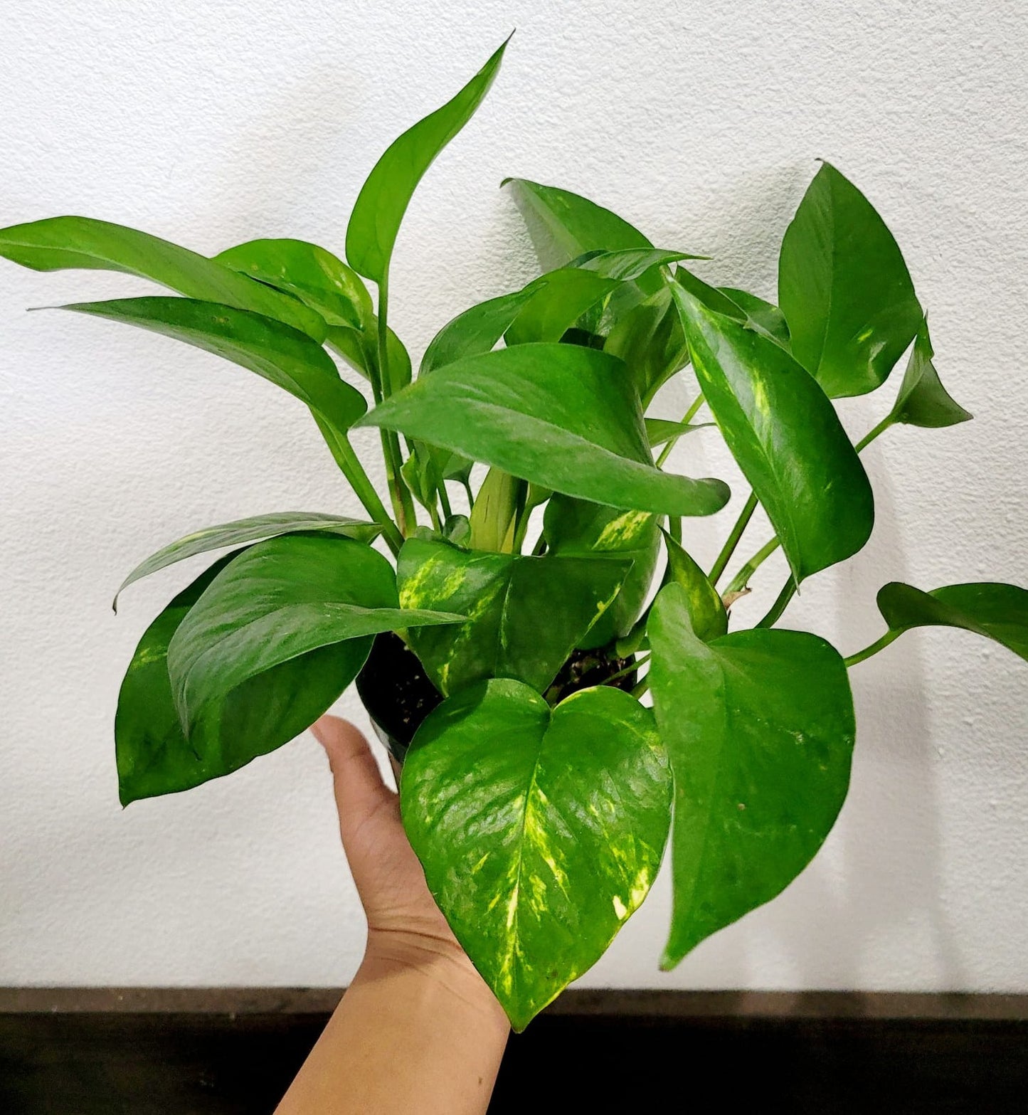 Pothos Golden 4"