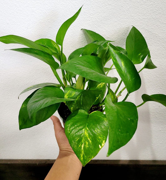 Pothos Golden 4"