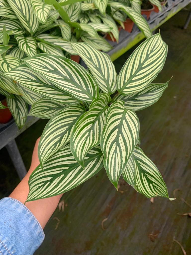 6” Calathea Vittata