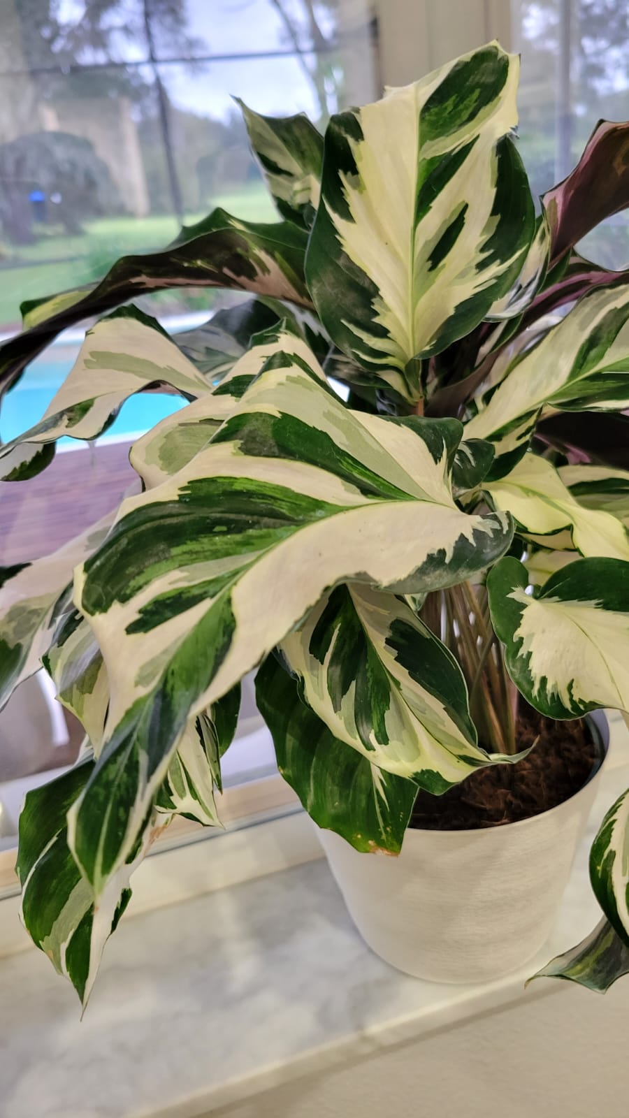 4" Calathea Stella